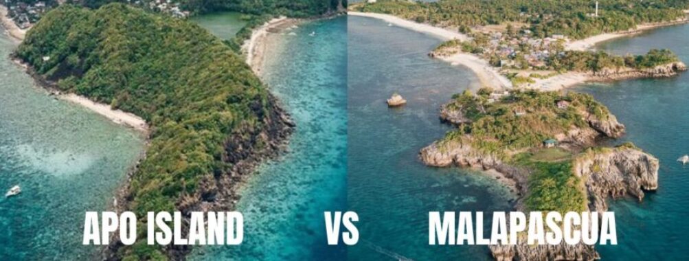 Apo Island vs Malapascua: 7 Key Differences Every Diver Must Know