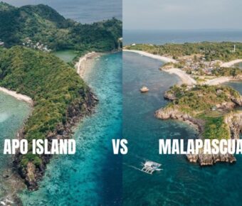 Apo Island vs Malapascua: 7 Key Differences Every Diver Must Know