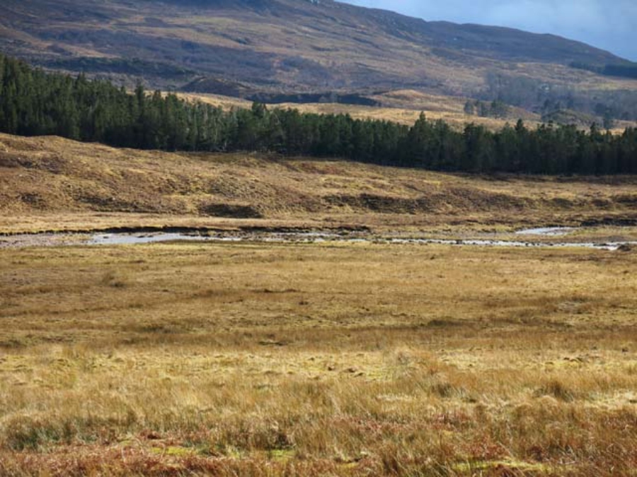 Serene field with grass and trees, nestled in the mountains of Applecross, Scottish Highlands.
