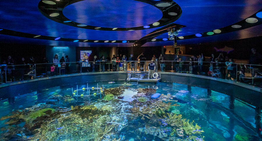 Vibrant aquarium exhibit with diverse visitors, colorful marine life, and immersive ocean-themed design.