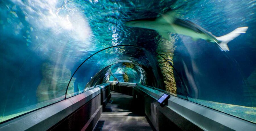 Underwater aquarium tunnel with shark swimming overhead, immersive marine life exhibit and ocean wildlife viewing.
