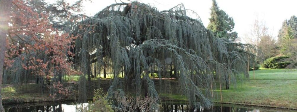 Arboretum of the Valley of Wolves