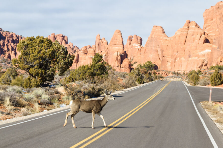 Deer crossing the road in Arches National Park, with vibrant red rocks and desert vegetation