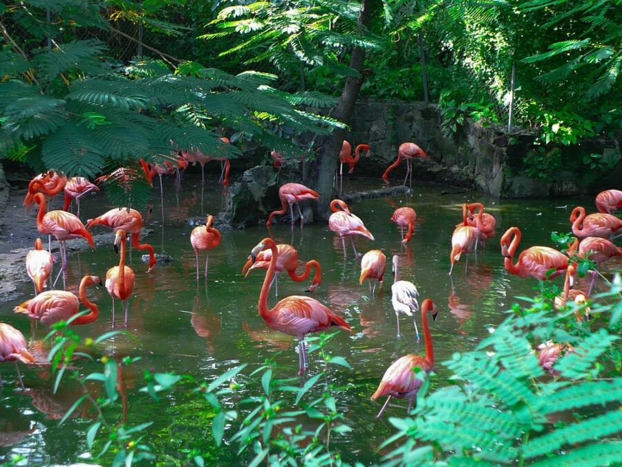 Several flamingos wading in a pond at Ardastra Gardens and Wildlife Centre, highlighting their elegant posture and colors.