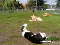 area cani - certosa Travel Forum Reviews