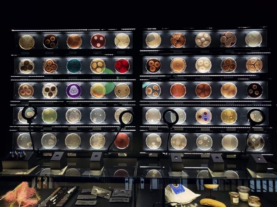 Various food items showcased in a display case at Artis Micropia, Amsterdam.