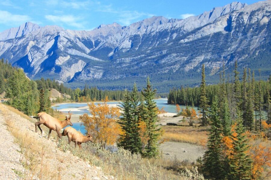 Elk grazing by the roadside near the Athabasca River in Jasper National Park.
