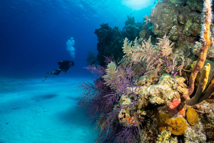 Underwater scene in the Bahamas featuring vibrant corals and a scuba diver exploring the marine landscape of Long Island