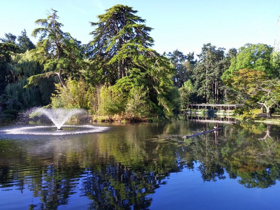 Picturesque pond with a fountain in the middle, located in the beautiful Beacon Hill Park, Victoria.