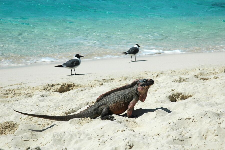 Iguana on the sandy beach of Bitter Guana Cay, with seagulls scattered in the sky above.