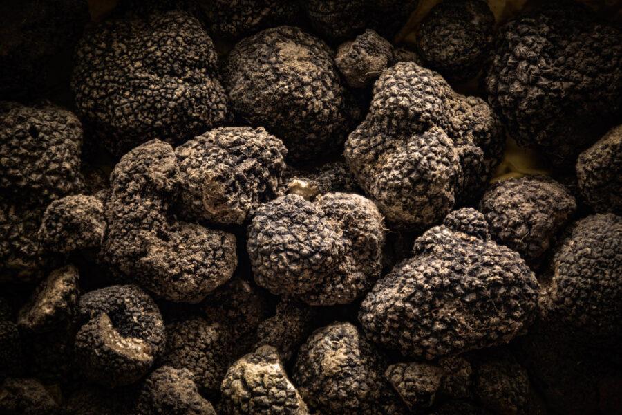 Close-up of fresh black truffles with soil, textured gourmet fungi for cooking.
