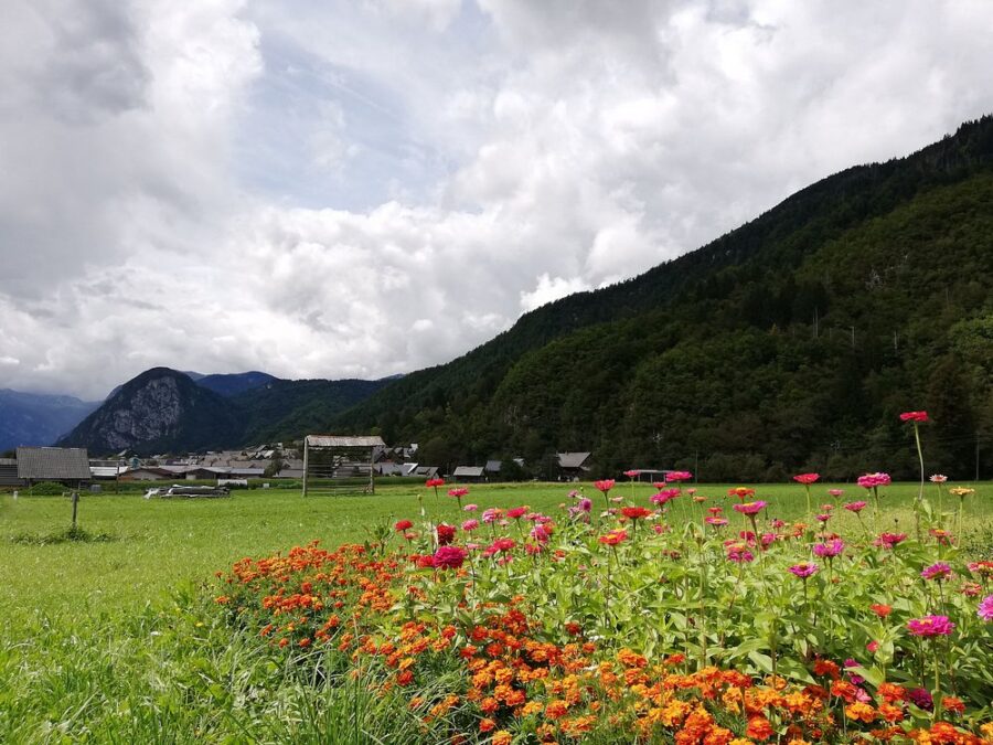 Scenic view of a flower-filled field with mountains rising in the background, located in Bohinj Valley, Slovenia.
