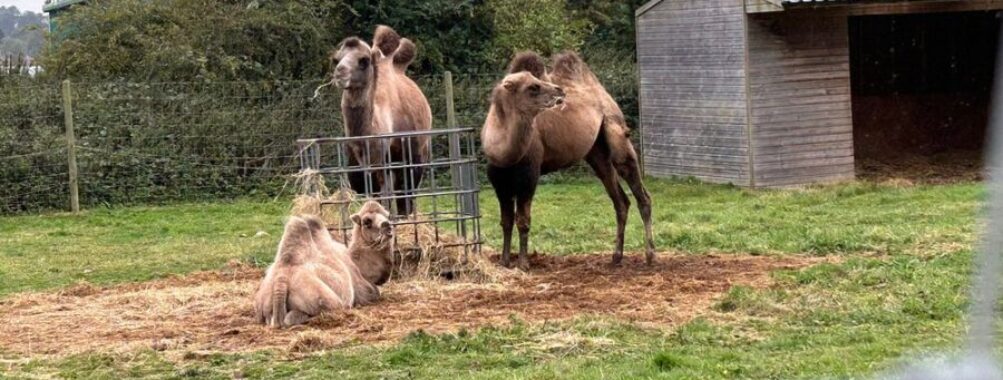 Bridlington Animal Park