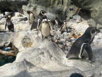 Brookfield Zoo