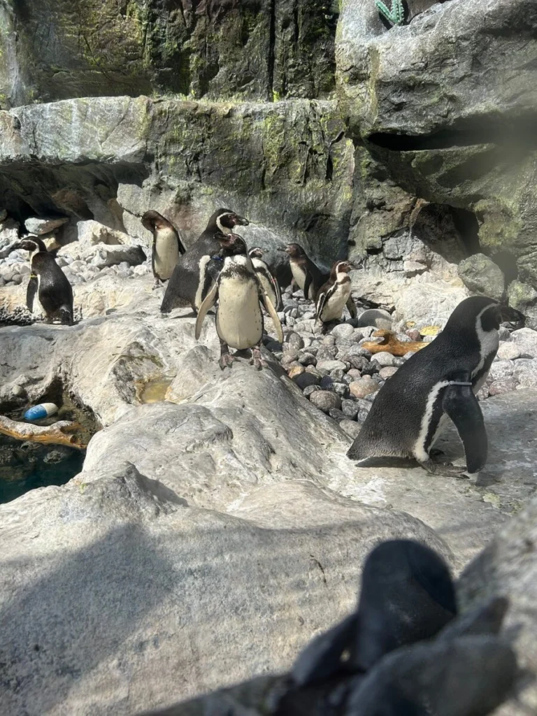 Brookfield Zoo
