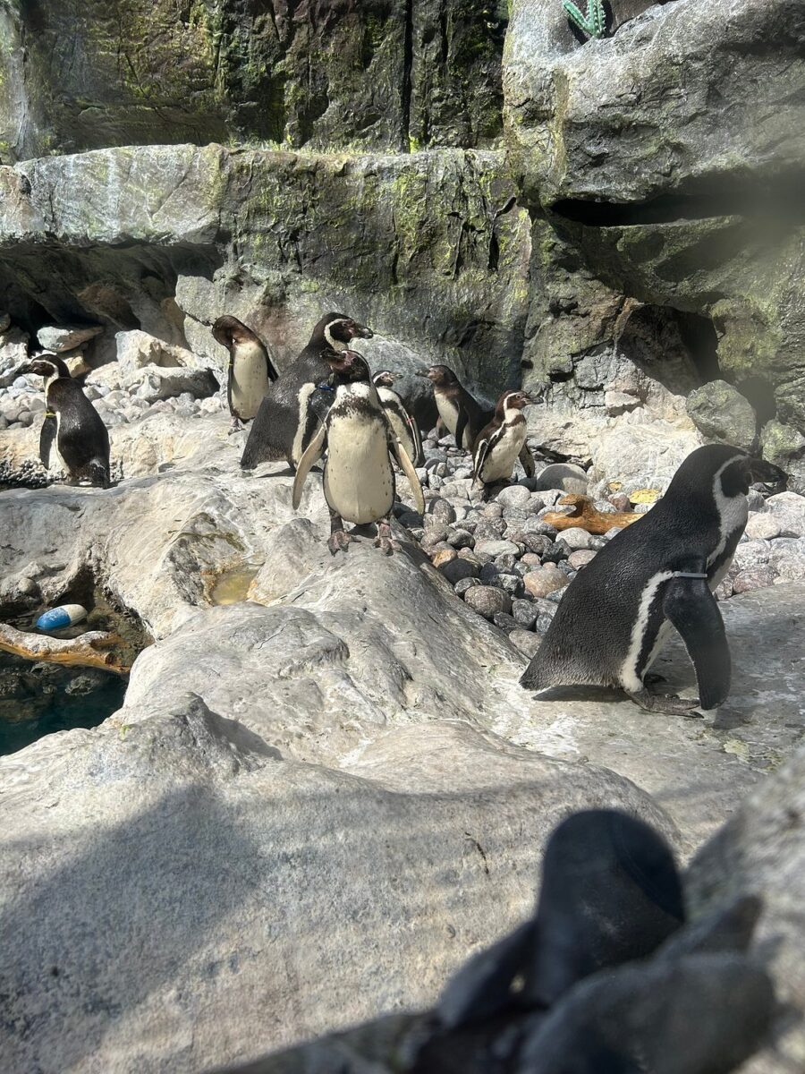 Brookfield Zoo