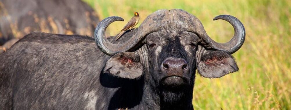 Buffalo Springs National Reserve