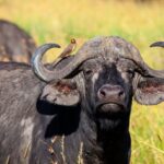 Buffalo Springs National Reserve