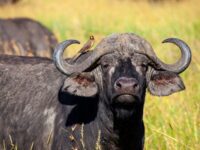 Buffalo Springs National Reserve