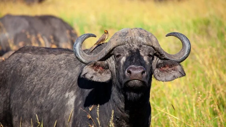 Buffalo Springs National Reserve