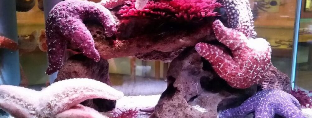 Cabrillo Marine Aquarium