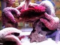 Cabrillo Marine Aquarium