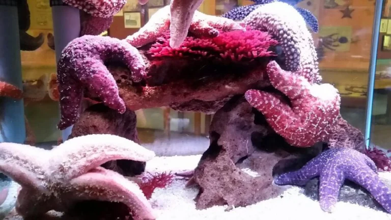 Cabrillo Marine Aquarium