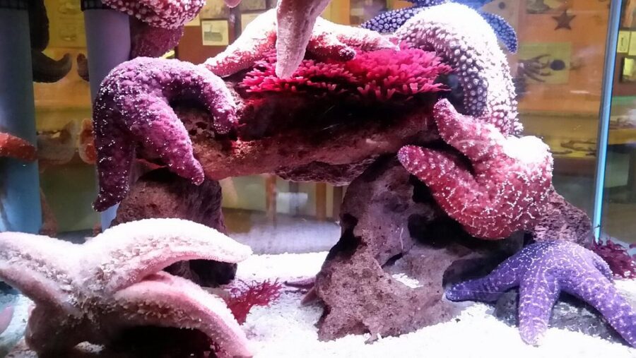 Cabrillo Marine Aquarium
