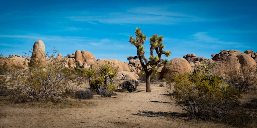Scenic view of Joshua Tree National Park's desert landscape, featuring distinctive Joshua trees and rugged rock formations.