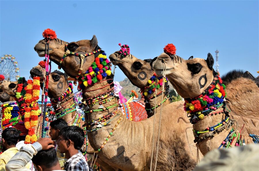 Decorated camels at lively cultural festival with a crowd and ferris wheel.