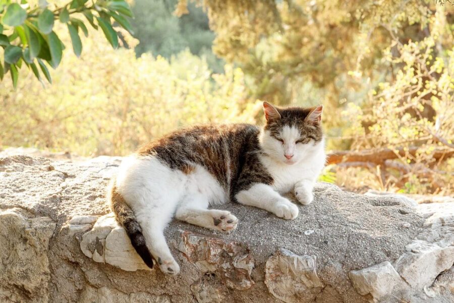 Cat basking on a rock in the sun, set against the backdrop of Athens before sunset.