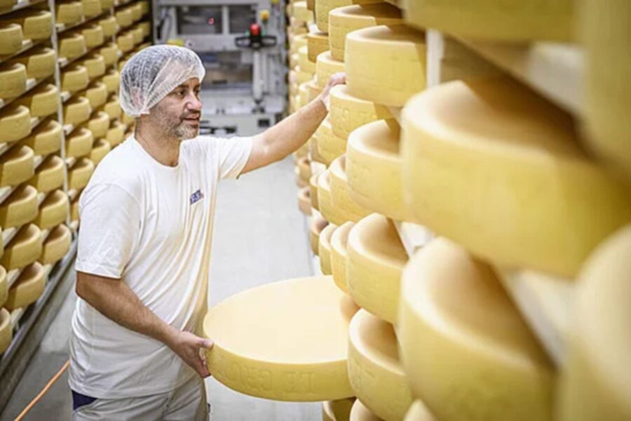 Cheese production: worker lifting wheel in modern storage facility.