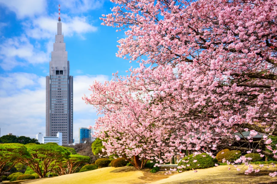 Shinjuku Gyoen National Garden cherry blossoms beside Tokyo skyscraper, spring scene.