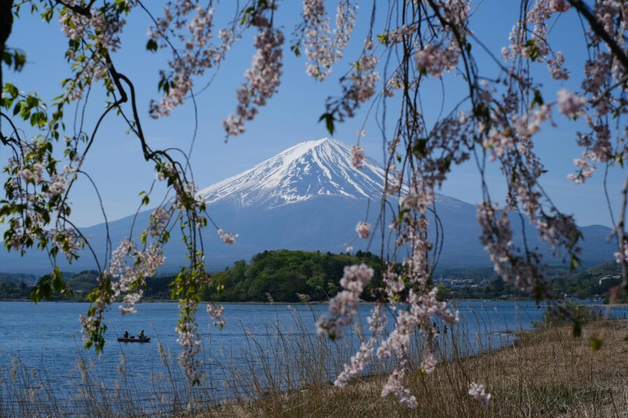 Mount Fuji with cherry blossoms and lake, serene spring landscape in Japan.