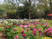 China National Flower Garden