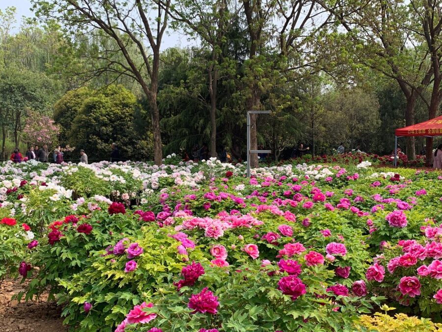 China National Flower Garden