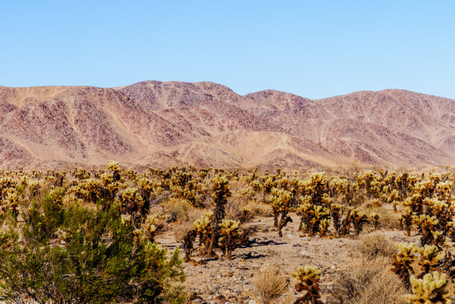 Lush Cholla Cactus Garden at Joshua Tree National Park, featuring numerous tall cacti with bright green spines against a sunny backdrop.