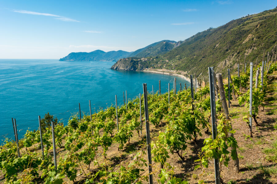 Lush vineyards stretch along the cliffs of Cinque Terre, overlooking the sparkling blue waters of the Mediterranean Sea