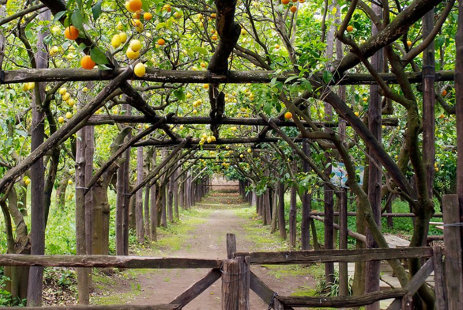 Lemon Groves and Tours