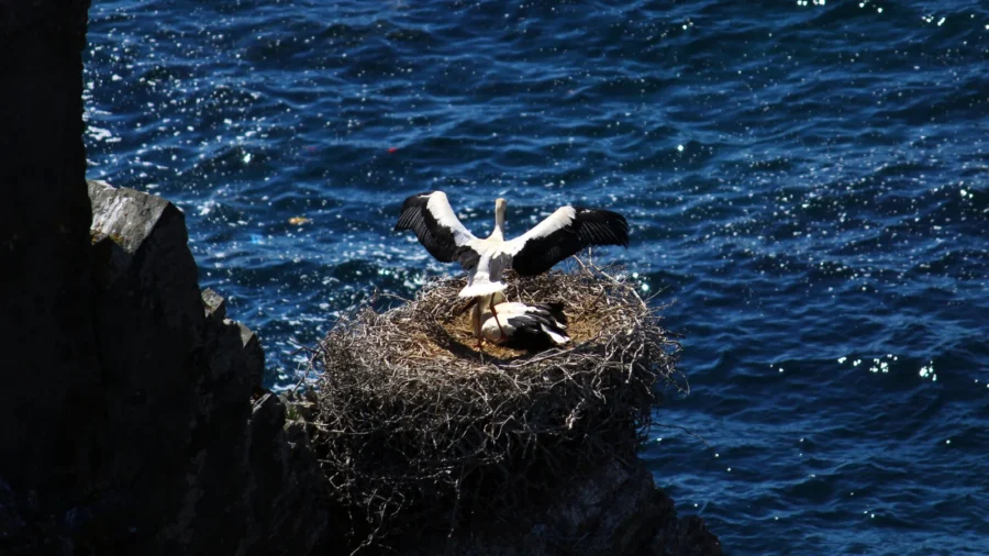 Gannets nesting on rocky cliff at Cabo Sardão overlooking deep blue ocean.