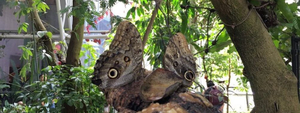 Cockrell Butterfly Center