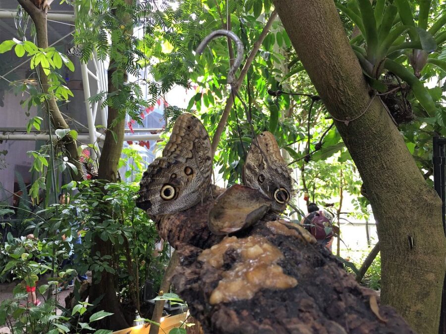 Cockrell Butterfly Center