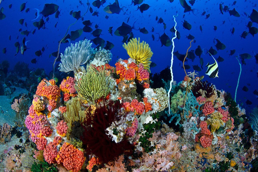 Vibrant Apo Island coral reef outcrop with colorful corals and tropical fish.