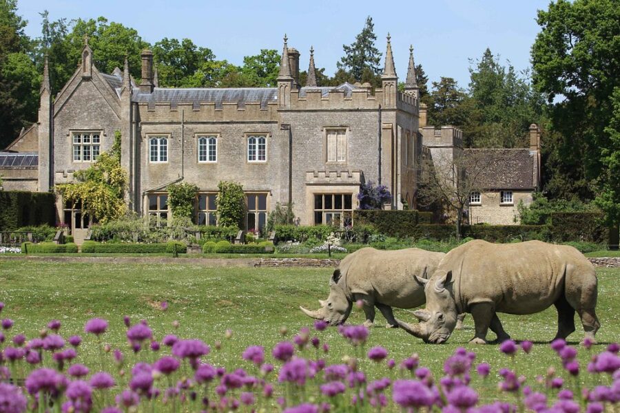 Two rhinos grazing in a field beside a large house at Cotswold Wildlife Park and Gardens.