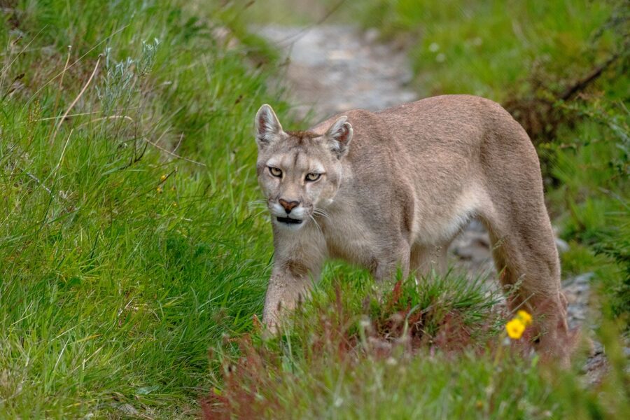 Wild cougar walking on forest trail through green grass, powerful mountain lion wildlife photo.