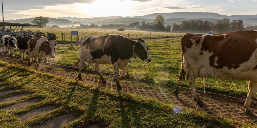 Dairy cows walking to pasture at sunrise, serene rural landscape.
