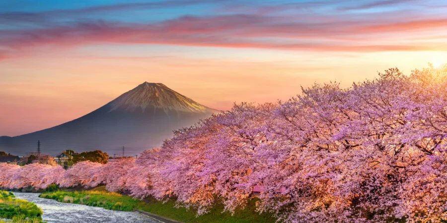 Cherry blossoms in full bloom: vibrant pink petals against a clear blue sky.