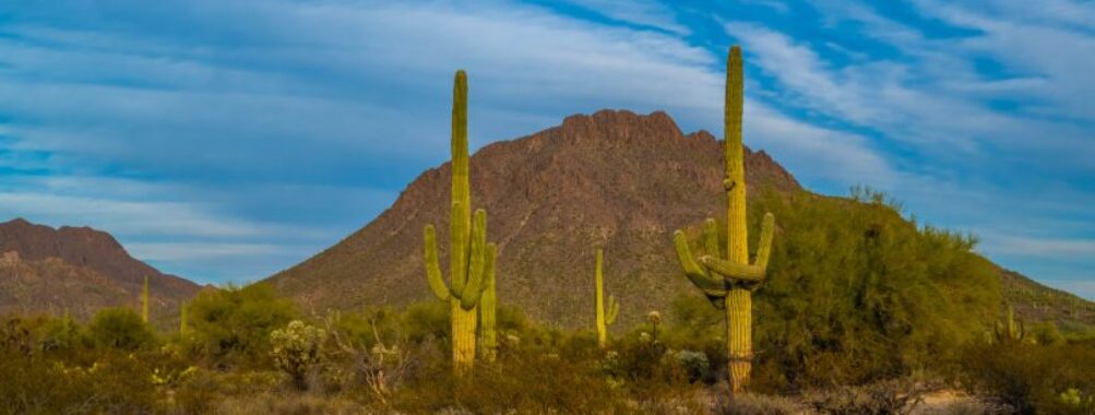 Desert saguaro cacti with mountain backdrop at golden hour.