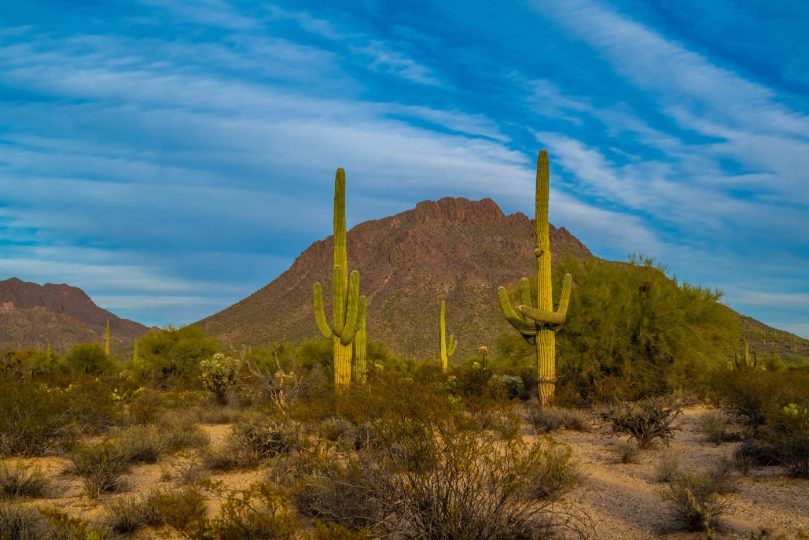 Desert saguaro cacti with mountain backdrop at golden hour.