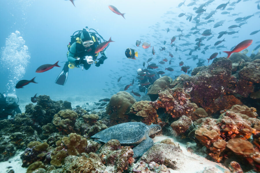 Diver observing green sea turtle on coral reef, Galapagos Islands; marine conservation highlight.